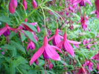 Fuschias at Bellevue's Urban Demonstration Garden