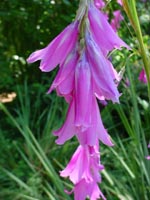 Bellevue's Urban Demonstration Garden