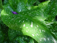 Bellevue's Urban Demonstration Garden