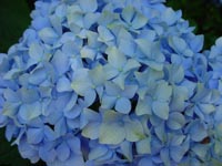 Hydrangeas at Bellevue's Urban Demonstration Garden