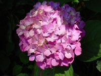 Hydrangeas at Bellevue's Urban Demonstration Garden