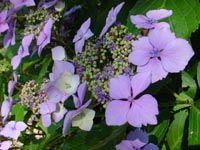 Hydrangeas at Bellevue's Urban Demonstration Garden