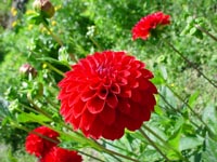 Dahlias at Bellevue's Urban Demonstration Garden