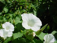 Bellevue's Urban Demonstration Garden